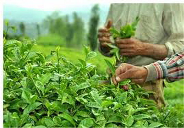 چین برگ...
